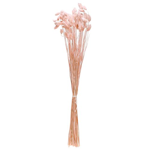 Floristik24 Trawa Phalaris różowa błyszcząca suszona dekoracja sucha 65cm 60g
