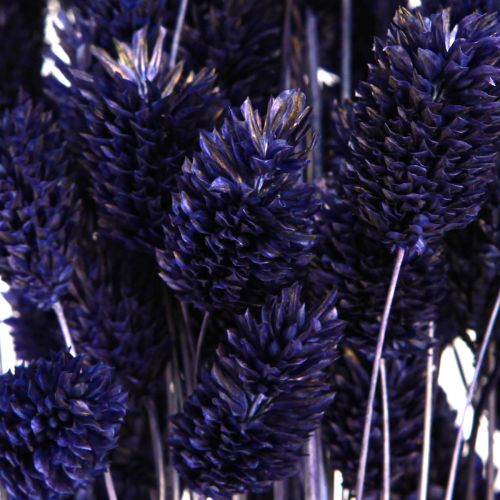 Produkt Phalaris Fioletowa Suszona Trawa Trawa Błyszcząca 50-55cm 100g