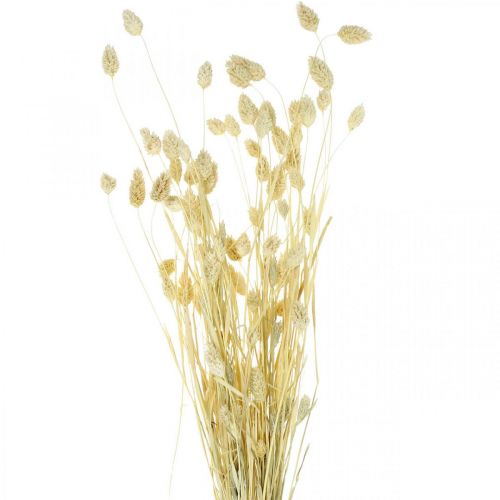Floristik24 Trawa phalaris, pęczek suszonych kwiatów, suszona trawa błyszcząca, bielona L30–60cm 50g