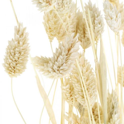 Produkt Trawa phalaris, pęczek suszonych kwiatów, suszona trawa błyszcząca, bielona L30–60cm 50g