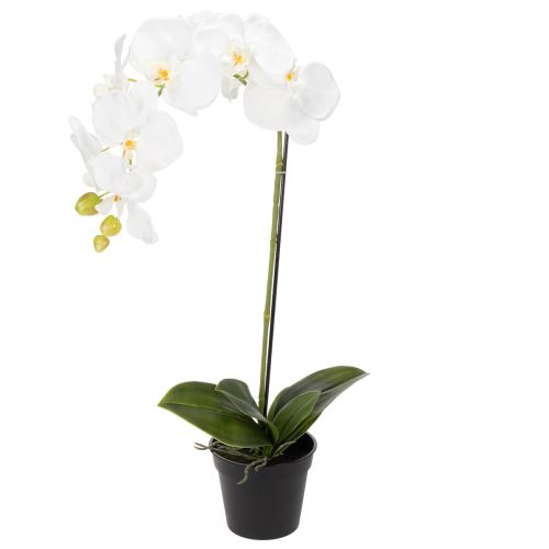Floristik24 Sztuczna orchidea, łudząco realistyczna, do dekoracji biura i salonu, 62 cm