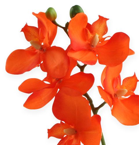 Floristik24 Sztuczna orchidea z liśćmi pomarańczowa 35cm