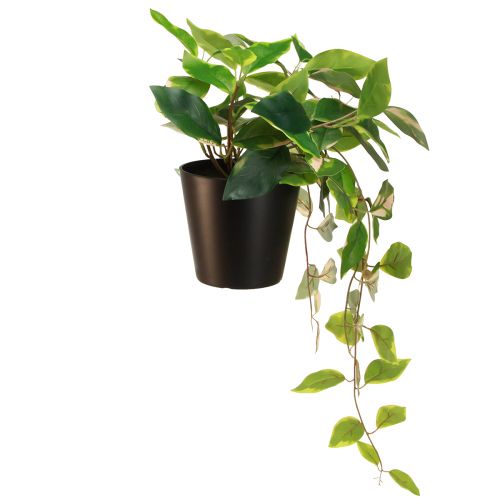 Produkt Philodendron Scindapsus z doniczką, łatwa w pielęgnacji - idealna do biura i domu 32cm