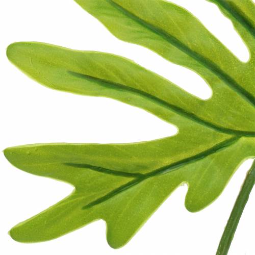 Floristik24 Filodendron Liść Zielony 40 cm