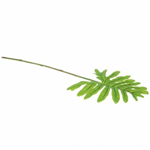 Floristik24 Filodendron Liść Zielony 40 cm