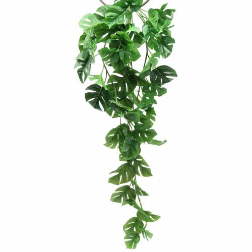 Floristik24 Wieszak Filodendron zielony 85cm