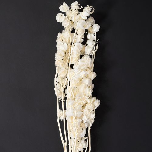 Miechunka suszona bielona, dekoracja lampionu Nicandra 75-80cm 100g