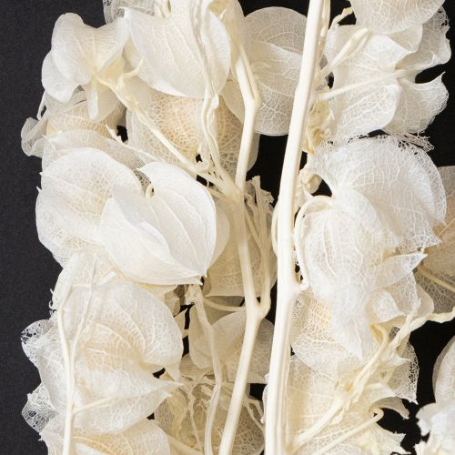 Floristik24 Miechunka suszona bielona, dekoracja lampionu Nicandra 75-80cm 100g