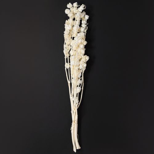 Floristik24 Miechunka suszona bielona, dekoracja lampionu Nicandra 75-80cm 100g