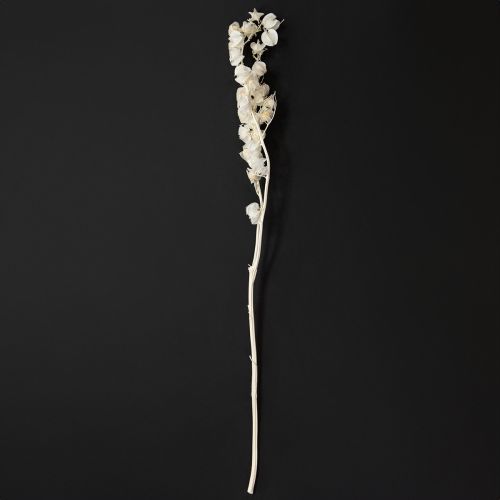 Produkt Miechunka suszona bielona, dekoracja lampionu Nicandra 75-80cm 100g