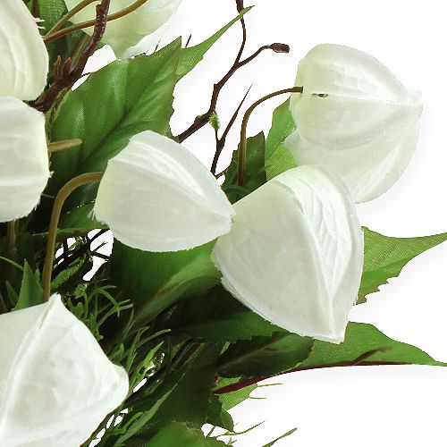 Produkt Physalis krzew biały 30cm