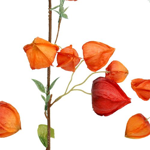 Floristik24 Physalis gałązka 90cm Pomarańczowy 3szt.