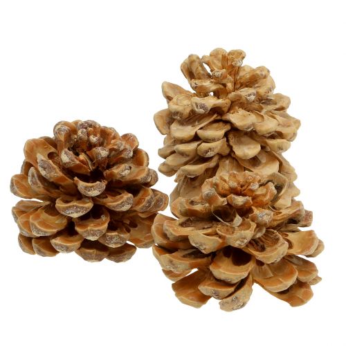 Produkt Szyszki Pinus Pinea szyszki kremowe mieszane 5-18cm 25 szt