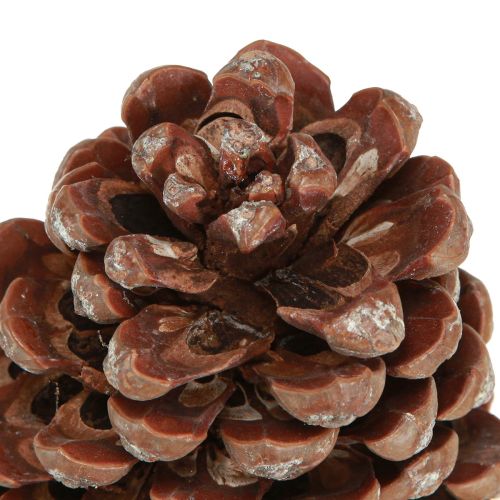 Produkt Szyszki sosnowe naturalne duże dekoracyjne szyszki sosnowe 8-9cm 3 szt