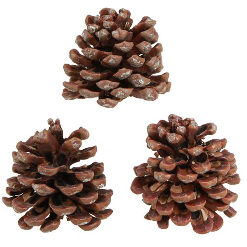 Produkt Szyszki sosnowe naturalne duże dekoracyjne szyszki sosnowe 8-9cm 3 szt