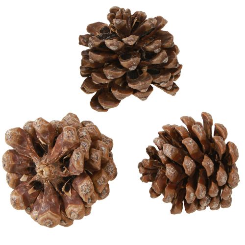 Produkt Pinus pinea Średnie szyszki naturalne 8-10cm 50 szt