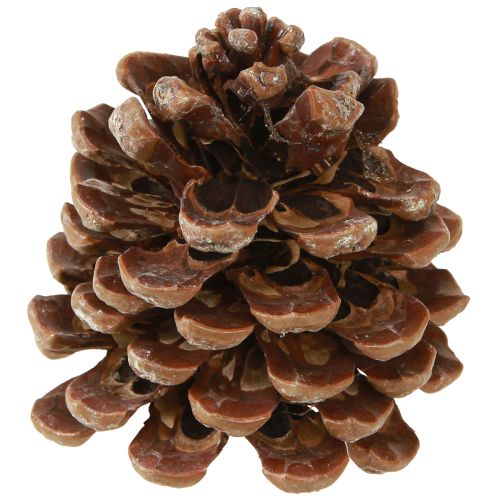 Produkt Pinus pinea Średnie szyszki naturalne 8-10cm 50 szt