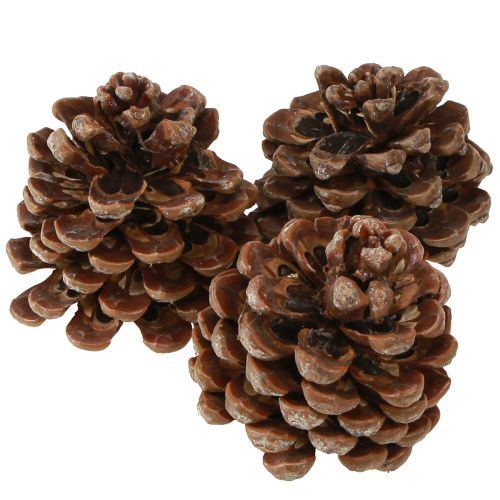 Produkt Pinus pinea Średnie szyszki naturalne 8-10cm 50 szt