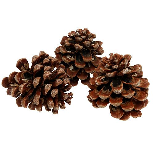 Produkt Pinus Sosna średnia 10/14cm naturalna 50szt