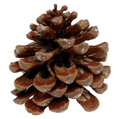 Produkt Pinus Sosna średnia 10/14cm naturalna 50szt