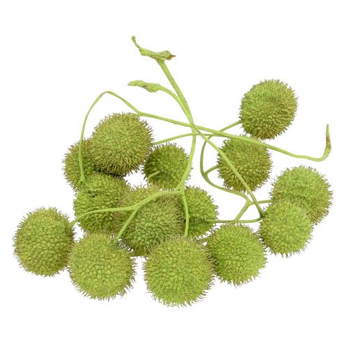 Floristik24 Sycamore Fruits Green 200g