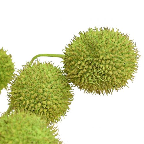Floristik24 Sycamore Fruits Green 200g