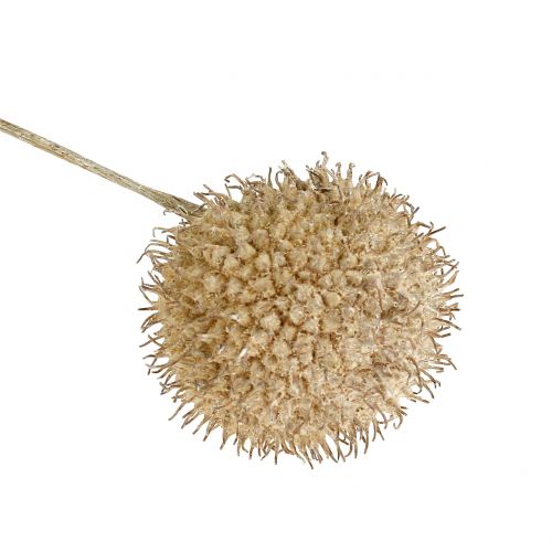 Floristik24 Owoce platanu myte na biało 250g