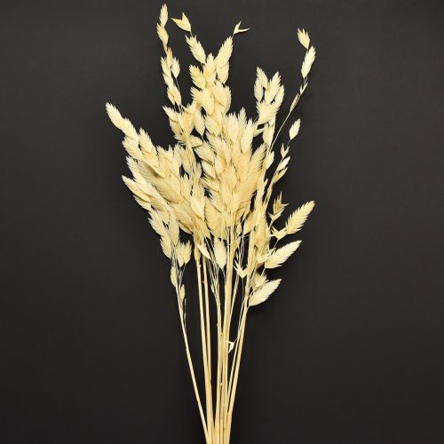 Trawa płaskokłosa Chasmantium Champagne 70cm 10 szt.