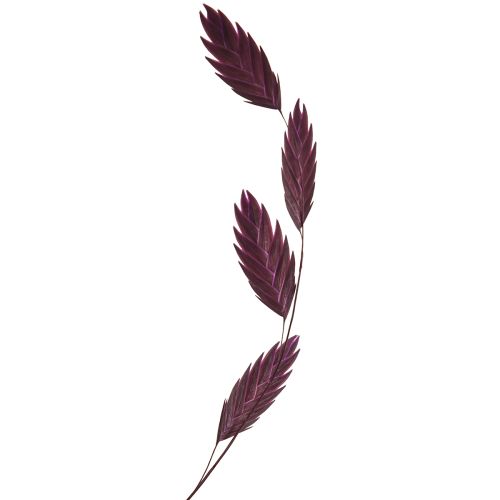 Produkt Trawa płaskoucha sucha Chasmantium fioletowa 70cm 10 szt.