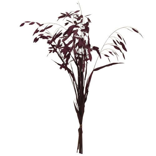 Produkt Trawa płaskoucha sucha Chasmantium fioletowa 70cm 10 szt.