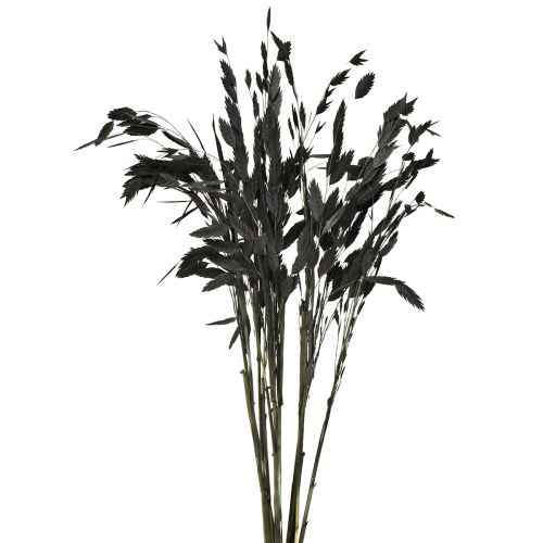 Trawa płaskokłosa sucha Chasmantium Black 70cm 10 szt.