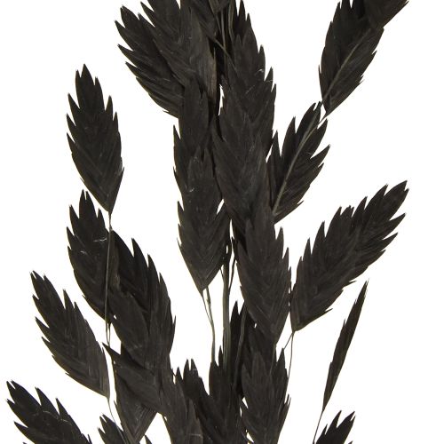 Produkt Trawa płaskokłosa sucha Chasmantium Black 70cm 10 szt.