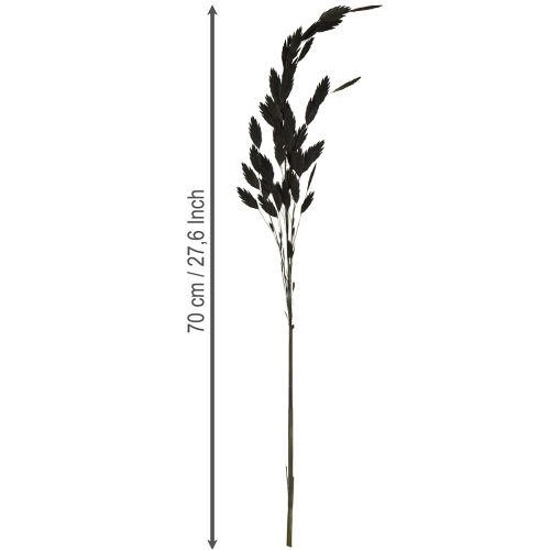 Produkt Trawa płaskokłosa sucha Chasmantium Black 70cm 10 szt.