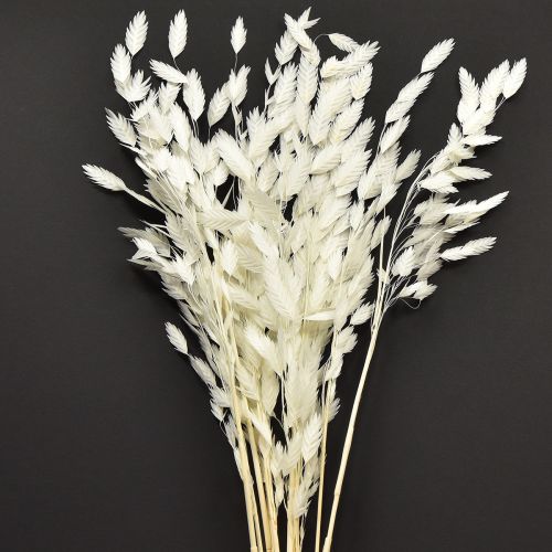 Trawa płaskokłosa sucha Chasmantium biała 70cm 10 szt.