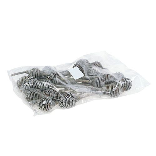 Produkt Platyspermum 25 szt. Sprane na biało