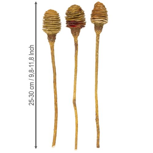 Produkt Krem Platyspermum 1-3, 50 główek