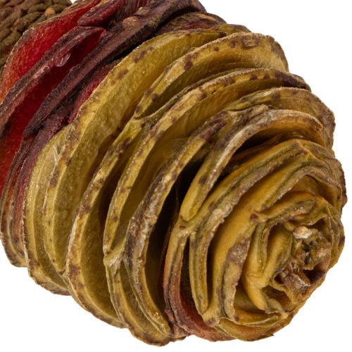 Produkt Krem Platyspermum 1-3, 50 główek