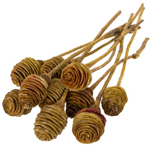 Produkt Krem Platyspermum 1-3, 50 główek