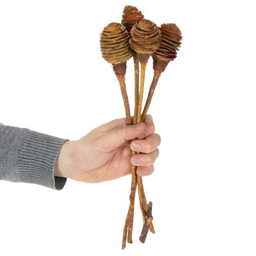 Produkt Krem Platyspermum 1-3, 50 główek