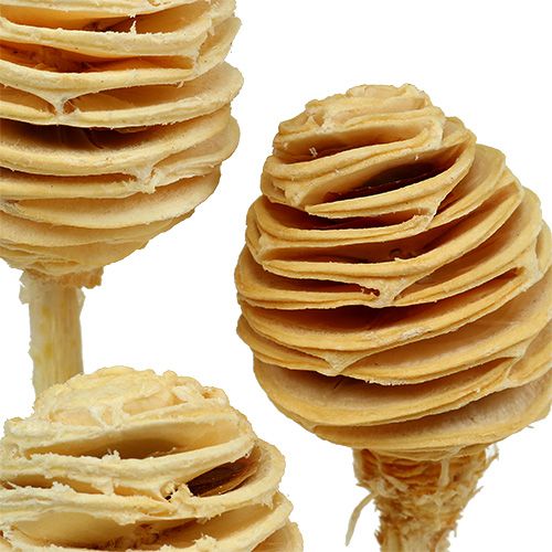 Produkt Platyspermum bielona 25 szt