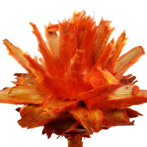 Produkt Plumosum 1 Pomarańcza 25 szt