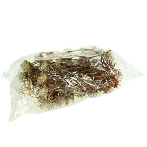 Produkt Leucospermum 1-3 Mieszanka kremów 100 główek