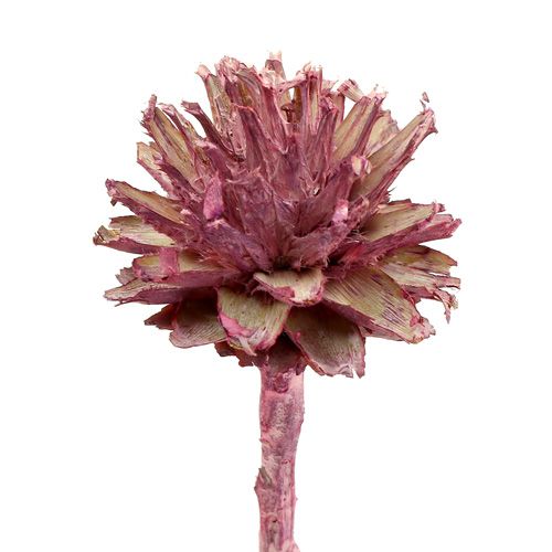 Produkt Leucospermum 1 jeżyna mrożona 25 szt