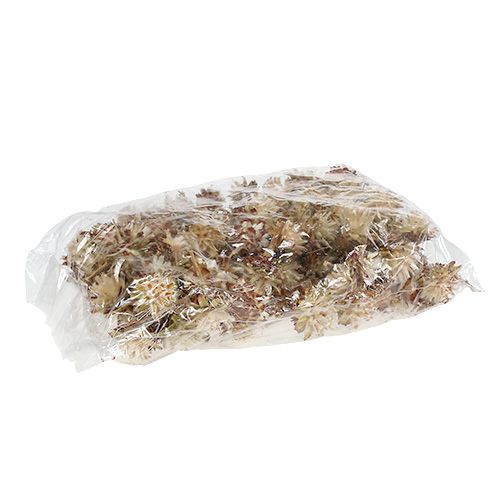 Produkt Plumosum o krótkich łodygach 3-6 1kg