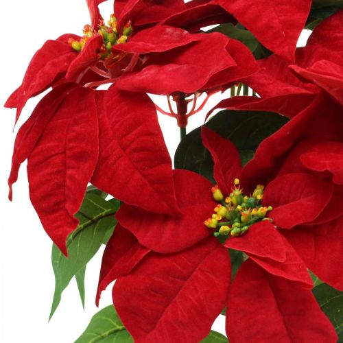 Produkt Sztuczna gwiazdka bożonarodzeniowa czerwona Sztuczne kwiaty w doniczce wys.53cm