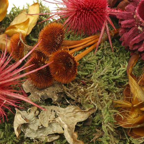 Produkt Sucha mieszanka florystyczna z szyszkami i mchem czerwona 150g dekoracja jesienna