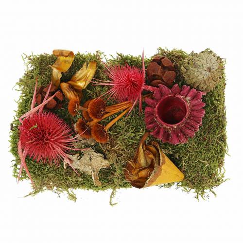 Floristik24 Sucha mieszanka florystyczna z szyszkami i mchem czerwona 150g dekoracja jesienna