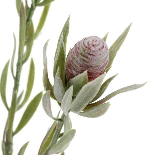 Floristik24 Protea Bukiet 43cm 6szt
