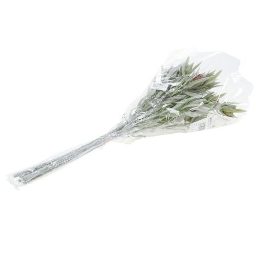 Floristik24 Protea Bukiet 43cm 6szt