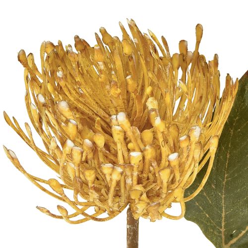 Produkt Protea sztuczna Leucospermum igielnik żółty 30cm 6 szt.